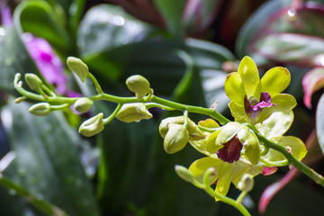 Orchid Flower
