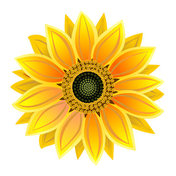 sunflower, realistic illustration vector eps 10