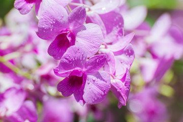 Orchid Flower