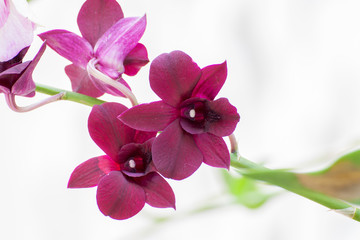Orchid Flower