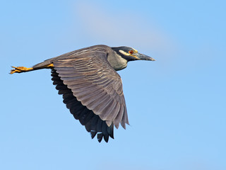Yellow-crowned Night Heron in Flight