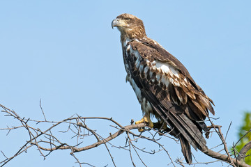 Juvenile American Bald Eagle in Tree
