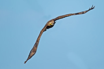 Juvenile American Bald Eagle in Flight