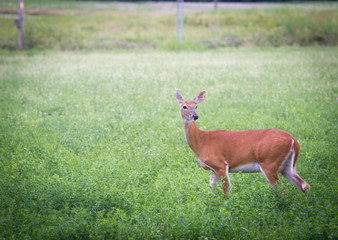 Deer in field