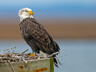 American Bald Eagle sitting in Nest Box