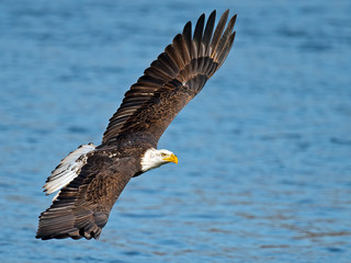 American Bald Eagle in Flight