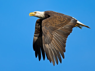 Obraz premium American Bald Eagle in Flight