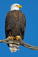 American Bald Eagle Sitting in a Tree