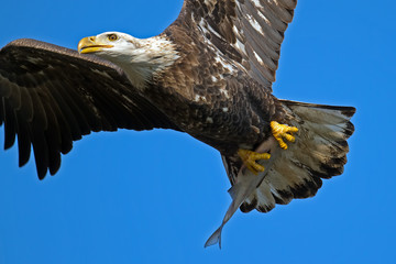 American Bald Eagle in Flight with Fish