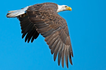 American Bald Eagle in Flight