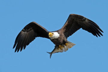 Fototapeta na wymiar American Bald Eagle in Flight with Fish