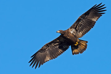 Juvenile American Bald Eagle in Flight