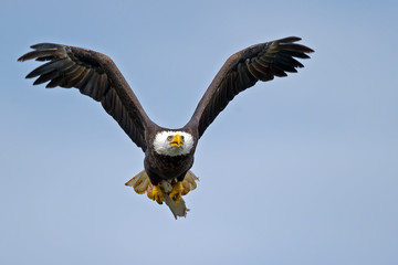 American Bald Eagle in Flight with Fish
