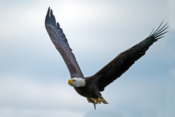 American Bald Eagle in Flight with Fish