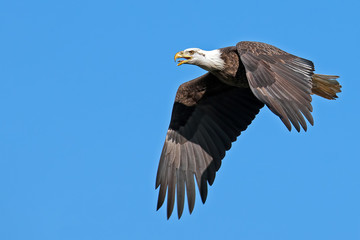 American Bald Eagle in Flight