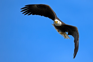 American Bald Eagle in Flight with Fish