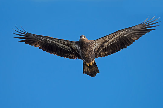 Juvenile American Bald Eagle in Flight