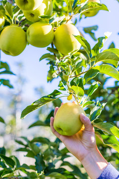 Woman Picking Green Apples