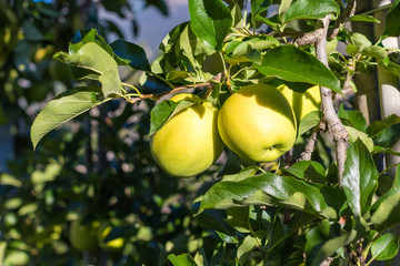 Green apples (Golden Delicious) on branch - obrazy, fototapety, plakaty