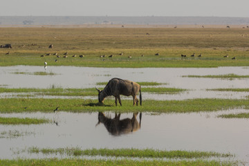 Reflection of wildebeest grazing