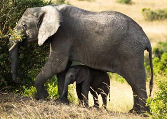 A Female Elephant and calf