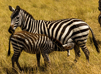 A Zebra calf nursing