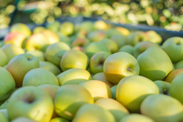 Green apples (Golden Delicious)