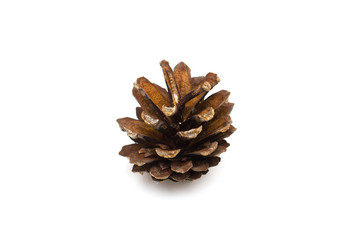 cone pine isolated on white