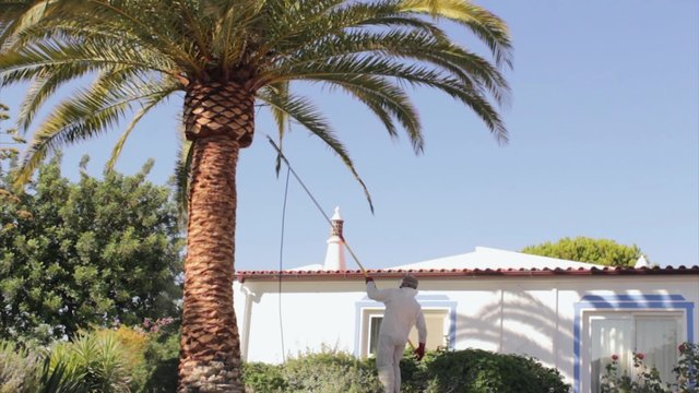 Phoenix canariensis palm tree treatment, red palm weevil pest control.