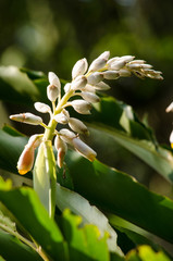 These herbs lack true stems.They grow from thick rhizomes.it hav