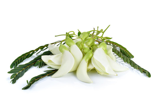 White Agasta Thai  vegetable on white background