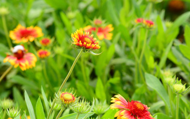 Zinnia flowers close up focus