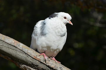 Белый голубь.