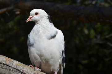 Белый голубь.