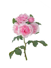 rosebudss with green leaves