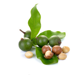 macadamia nuts on white background