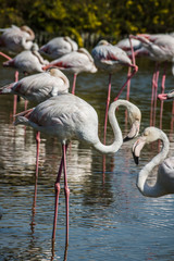 Pink Flamingo (Phoenicopterus ruber) in Camargue, France