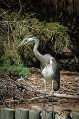 Great Blue Heron (Ardea herodias)
