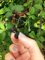   blackberries