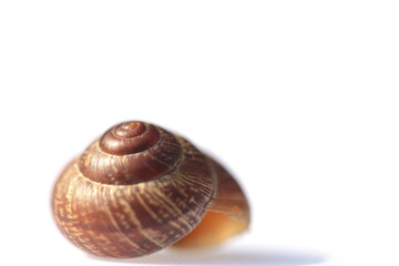 The snail shell on white background