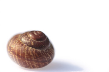 The snail shell on white background