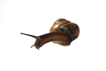 The live snail isolated on white background