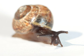 The live snail on white background