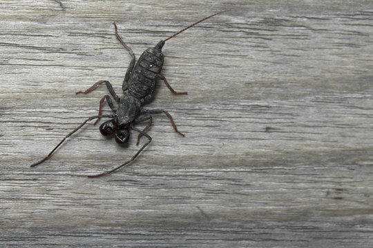 Whip scorpion on wooden floor