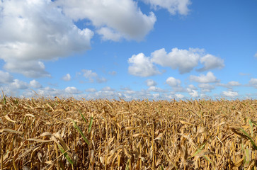 Corn field