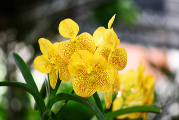 Fototapeta premium Beautiful yellow orchid flowers