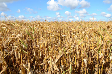 Corn field - obrazy, fototapety, plakaty