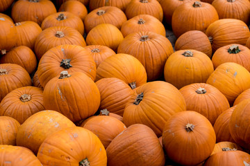 Kürbisse auf Haufen