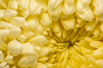 Chrysanthemum abstract background