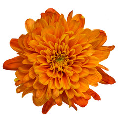 Orange chrysanthemum isolated